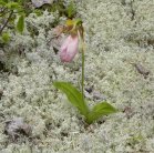 Moccasin ladyslipper=Cypripedium acaule: on lichen