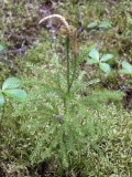 Ground-pine clubmoss=Lycopodium obscurum: