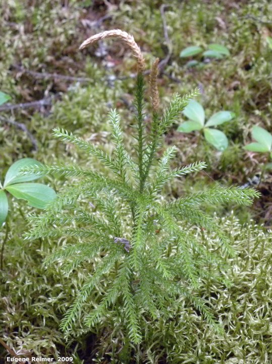 IMG 2009-Jun30 at 16km east of Bissett MB:  Ground-pine clubmoss (Lycopodium obscurum)