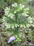 Ground-pine clubmoss=Lycopodium obscurum: