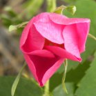 Prickly rose: bud