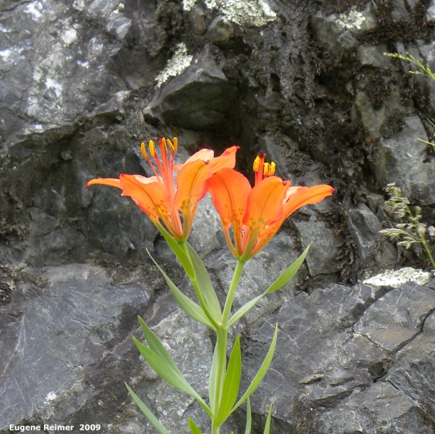 IMG 2009-Jun30 at Wallace Lake:&nbsp; Wood lily (Lilium philadelphicum) beside dark rock