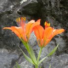 Wood lily: beside dark rock