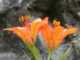 Wood lily: beside dark rock closer