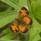 Checkerspot butterfly: