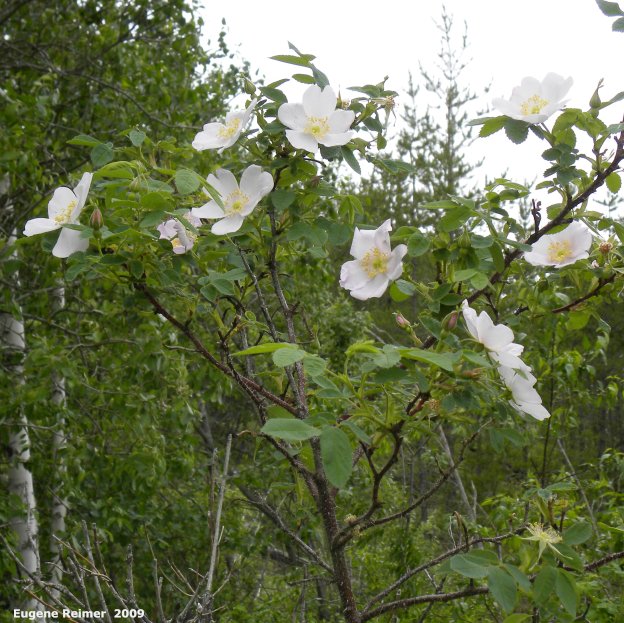 IMG 2009-Jun30 at east side pr304 between Wallace Lake and Tena Mine:  Smooth rose (Rosa blanda) white-flowered closer