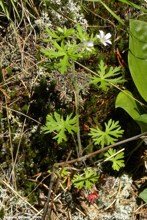 IMG 2009-Jul01 at near Manigotagan River and pr314:&nbsp; Bicknells geranium (Geranium bicknellii) plant