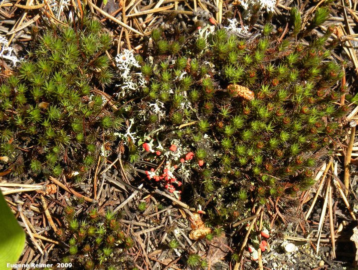 IMG 2009-Jul01 at near Manigotagan River and pr314:  British-soldiers club-lichens (Cladonia cristatella) amid ?moss
