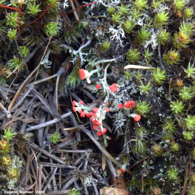 IMG 2009-Jul01 at near Manigotagan River and pr314:&nbsp; British-soldiers club-lichens (Cladonia cristatella)
