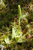 Tesselated rattlesnake-orchid: plant in bud