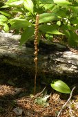 Tesselated rattlesnake-orchid: seedpods + foliage