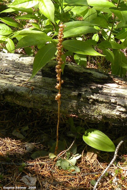 IMG 2009-Jul01 at near Manigotagan River and pr314:  Tessellated rattlesnake-orchid (Goodyera tesselata) seedpods + foliage
