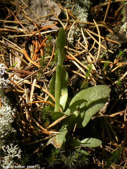 IMG 2009-Jul01 at near Manigotagan River and pr314:  Tessellated rattlesnake-orchid (Goodyera tesselata) plant in bud