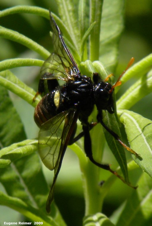 IMG 2009-Jul01 at near Manigotagan River and pr314:&nbsp; Elm sawfly (Cimbex americana)