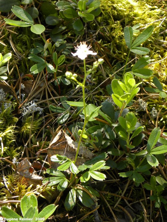 IMG 2009-Jul01 at Black Lake:&nbsp; Three-toothed potentilla (Potentilla tridentata) plant overexposed