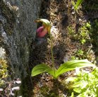 Moccasin ladyslipper=Cypripedium acaule: plant beside rock rear view