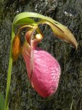 Moccasin ladyslipper=Cypripedium acaule: flower beside rock