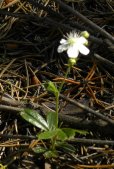 Three-toothed potentilla: plant