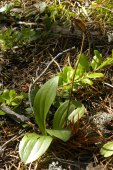 Moccasin ladyslipper=Cypripedium acaule: leaves + old seedpod