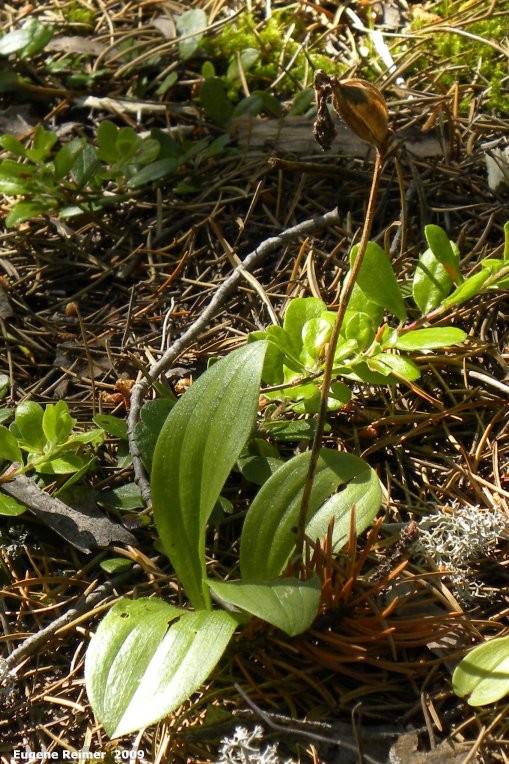 IMG 2009-Jul01 at Black Lake:  Moccasin ladyslipper (Cypripedium acaule) leaves + old seedpod