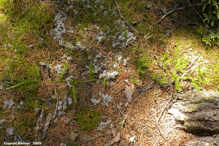 IMG 2009-Jul01 at Black Lake:&nbsp; Running clubmoss (Lycopodium clavatum)? plant