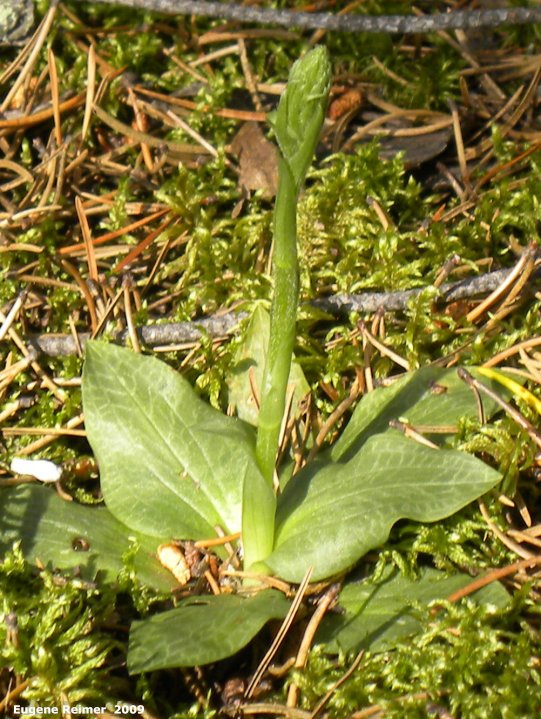 IMG 2009-Jul01 at Black Lake:  Tessellated rattlesnake-orchid (Goodyera tesselata) plant in bud