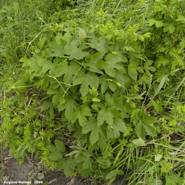 IMG 2009-Jul01 at Trans-License Road (east end):  Common hop (Humulus lupulus) plant