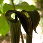Jack-in-the-pulpit: