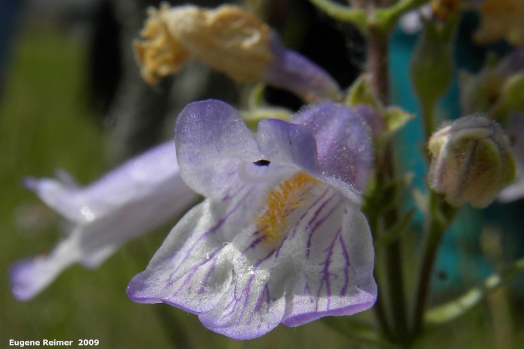 IMG 2009-Jul04 at Road 54N near Portage Sandhills:&nbsp; Lilac-flowered beardtongue (Penstemon gracilis) flowers
