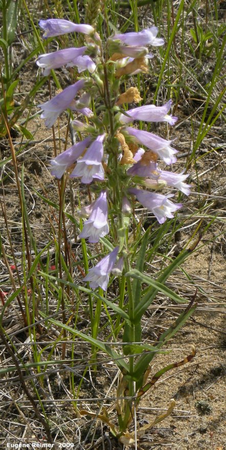 IMG 2009-Jul04 at Road 54N near Portage Sandhills:  Lilac-flowered beardtongue (Penstemon gracilis) plant