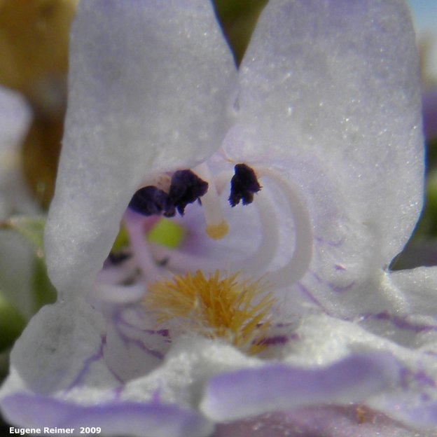 IMG 2009-Jul04 at Road 54N near Portage Sandhills:  Lilac-flowered beardtongue (Penstemon gracilis) flower closeup