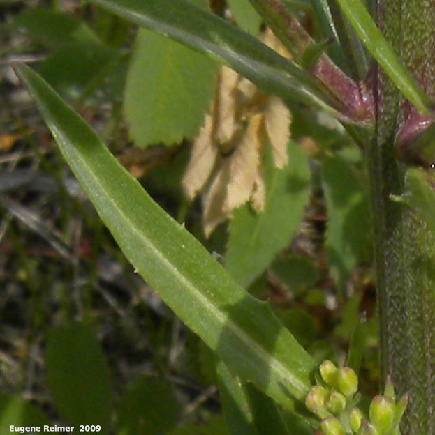 IMG 2009-Jul04 at Road 54N near Portage Sandhills:  Wallflower mustard (Erysimum cheiranthoides) leaf with needle-like marginal spines
