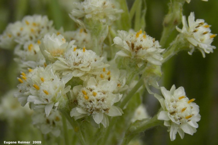 IMG 2009-Jul04 at Road 54N near Portage Sandhills:&nbsp; Plantain-leaved everlasting=Womens tobacco (Antennaria plantaginifolia) flowers