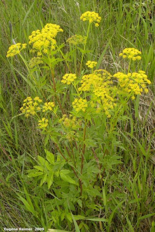 IMG 2009-Jul04 at Portage Sandhills:&nbsp; Golden alexanders (Zizia aurea)
