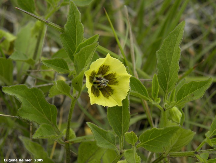 IMG 2009-Jul04 at Portage Sandhills:&nbsp; Ground-cherry (Physalis sp) plant