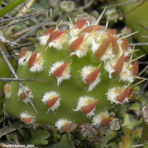 IMG 2009-Jul04 at Portage Sandhills:&nbsp; Plains prickly-pear-cactus (Opuntia polyacantha) with buds?