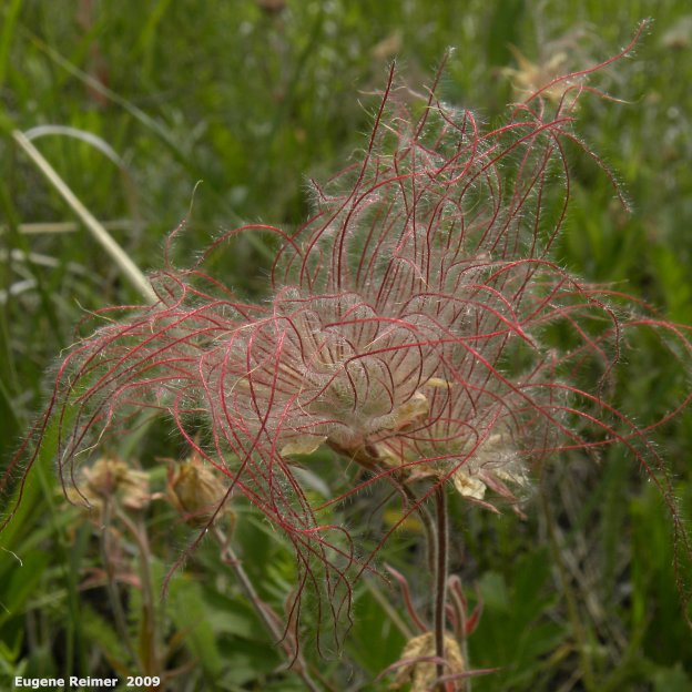 IMG 2009-Jul04 at Portage Sandhills:&nbsp; Three-flowered avens (Geum triflorum) Prairie-Smoke