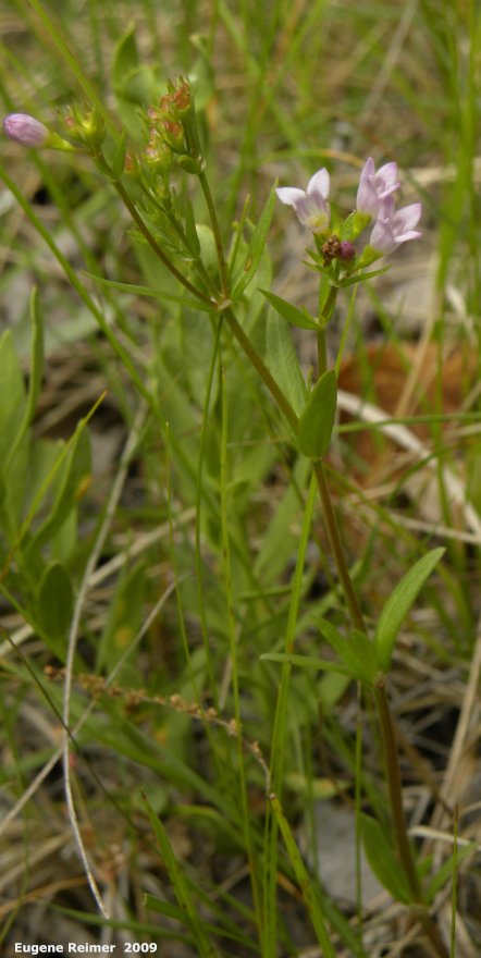 IMG 2009-Jul04 at Portage Sandhills:  Longleaf bluet (Houstonia longifolia) plant