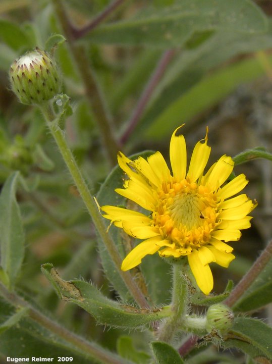 IMG 2009-Jul04 at Portage Sandhills:&nbsp; Hairy golden-aster (Heterotheca villosa) flower+bud