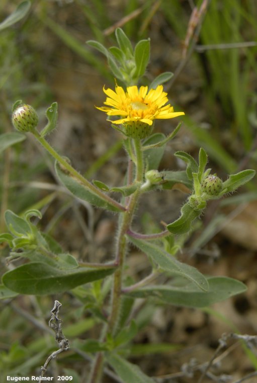 IMG 2009-Jul04 at Portage Sandhills:&nbsp; Hairy golden-aster (Heterotheca villosa) plant