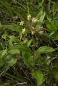 Dwarf white milkweed: plant