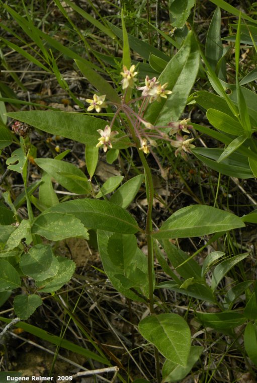 IMG 2009-Jul04 at Portage Sandhills:&nbsp; Dwarf white milkweed (Asclepias ovalifolia) plant