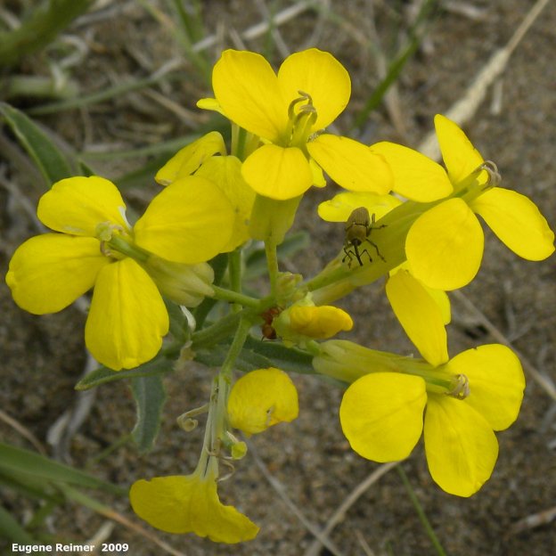 IMG 2009-Jul04 at Portage Sandhills:  Wallflower mustard (Erysimum cheiranthoides) flowers