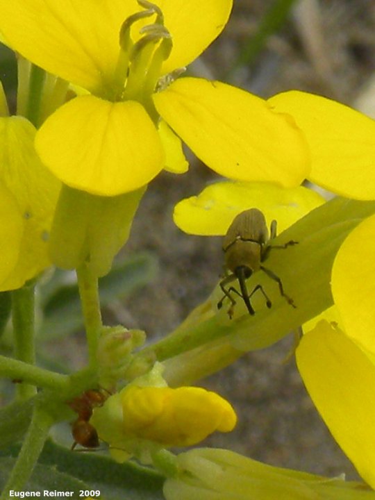 IMG 2009-Jul04 at Portage Sandhills:  Cabbage weevil (Ceutorhynchus sp)? on Wallflower mustard (Erysimum cheiranthoides)