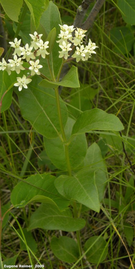 IMG 2009-Jul04 at Portage Sandhills:  Dwarf white milkweed (Asclepias ovalifolia) plant