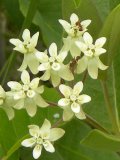 Dwarf white milkweed: flowers with ants