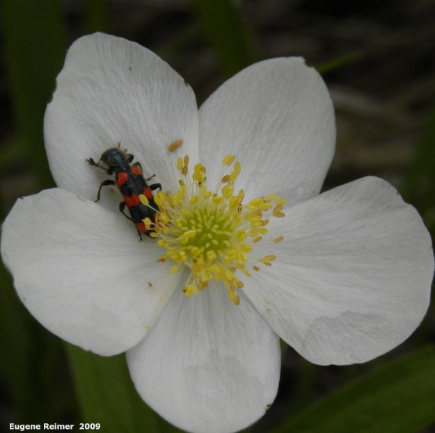 IMG 2009-Jul04 at Portage Sandhills:  Red-blue checkered-beetle (Trichodes nuttalli) on Canada anemone (Anemone canadensis)