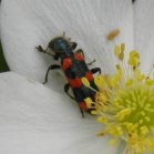 2009jul04 at Portage Sandhills:  Checkered beetle on Canada anemone