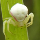 Crab spider: