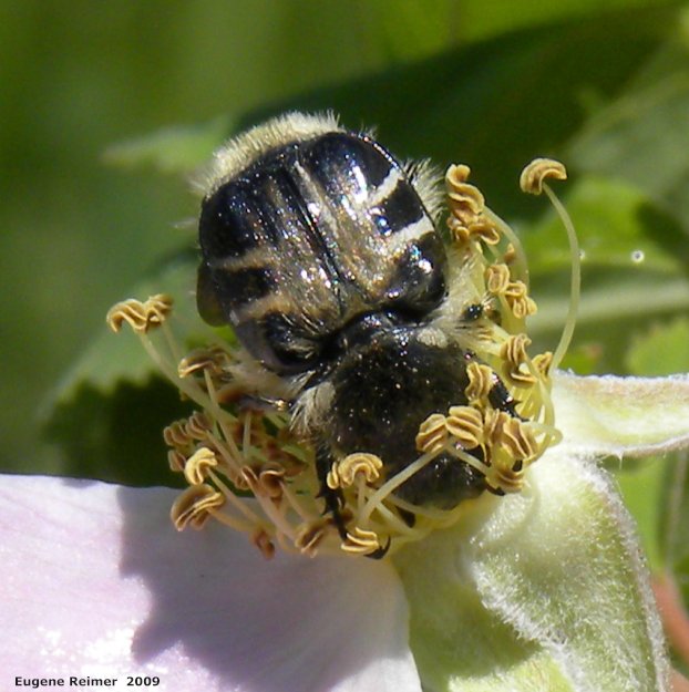 IMG 2009-Jul04 at pr240 near Assiniboine Diversion Spillway:&nbsp; Bee-mimic flower-beetle (Trichiotinus assimilis) on Prickly rose (Rosa acicularis) first flower